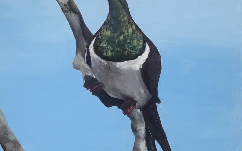 Woodpigeon on  a Branch
